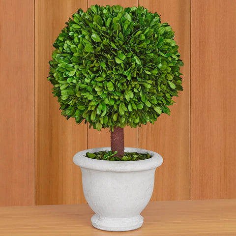 Preserved Boxwood Topiary in Ceramic Urn