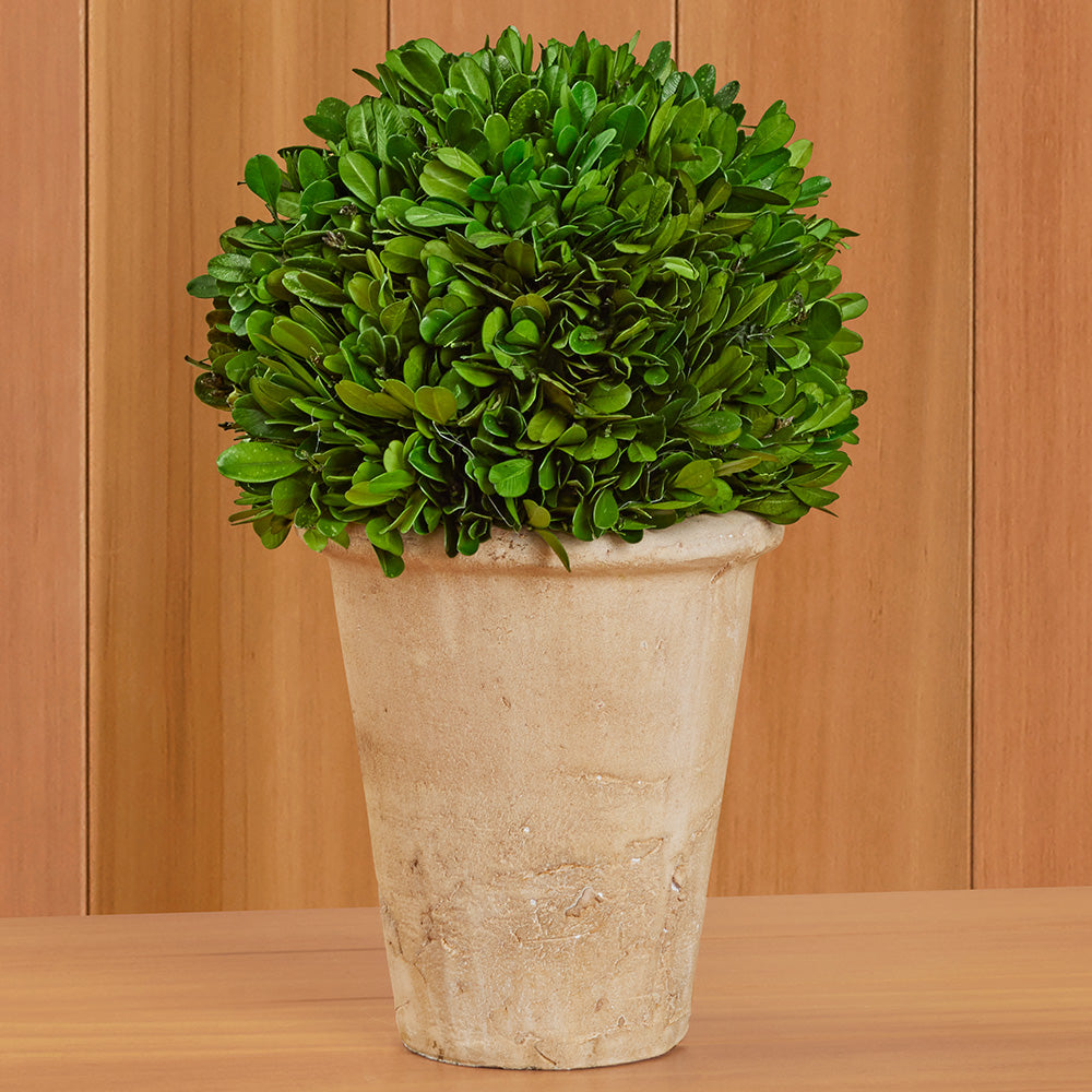 Tabletop Preserved Boxwood Topiaries – To The Nines Manitowish Waters