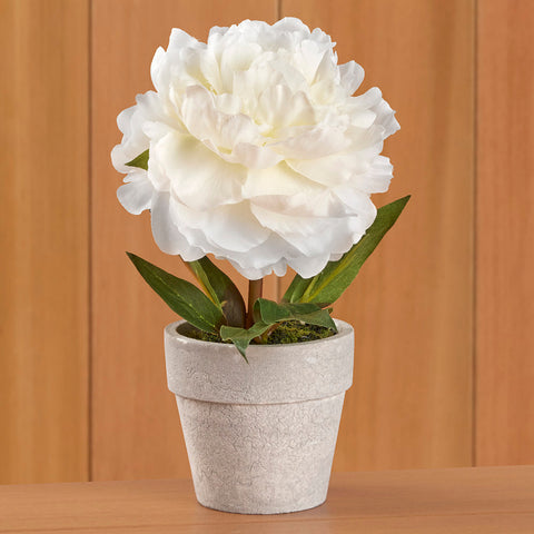 Mini Potted Peony